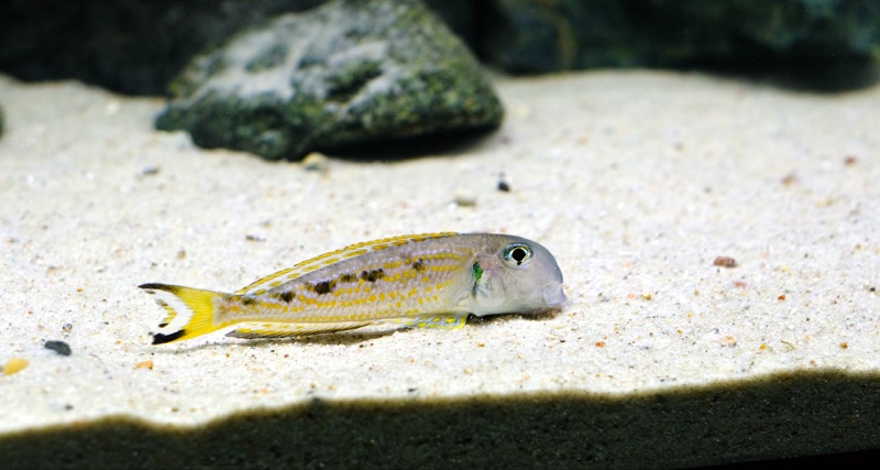 Xenotilapia singularis 'Kerenge Island'